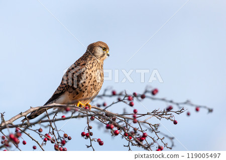Common kestrel perched on a tree branch with red berries against blue sky 119005497