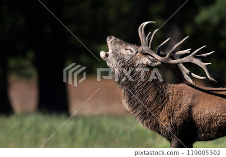Portrait of a red deer stag calling during the rut in autumn 119005502