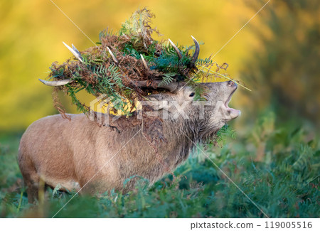 Portrait of a red deer stag calling with bracken on antlers during the rut in autumn 119005516