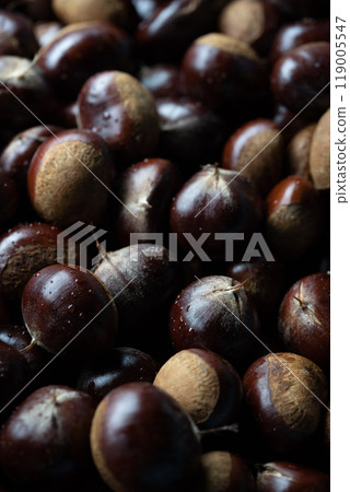 Chestnut Chestnut 119005547