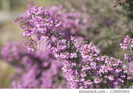 Erica canaliculata 的花朵以粉紅色盛開。學名是 Erica canaliculata 119005602