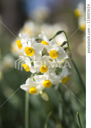 日本水仙花盛開。 119005614