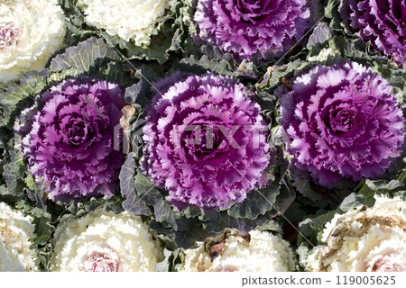Habotan (leaf cabbage, flower cabbage) looks like a flower 119005625