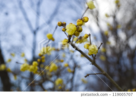 The name of these yellow flowers blooming in the park is Yunnan winter jasmine. 119005707