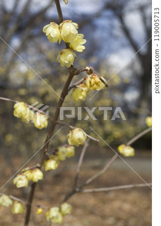 The name of these yellow flowers blooming in the park is Yunnan winter jasmine. The name of these yellow flowers blooming in the park is Yunnan winter jasmine. 119005713