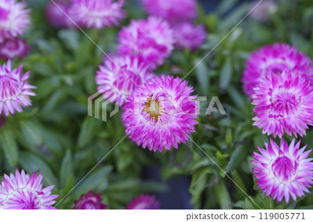 Pink wheatgrass flowers are in bloom. 119005771