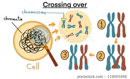 Chromosomal crossover, Crossing over chromosomes and homologous division process outline diagram, Labeled educational gene reproduction and replication to recombinant stage, Crossover mitosis cycle Chromosomal crossover, Crossing over chromosomes and homologous division process outline diagram, Labeled educational gene reproduction and replication to recombinant stage, Crossover mitosis cycle 119005898