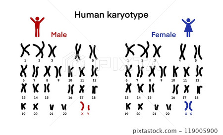 Normal human karyotype chromosome, Human karyotype and chromosome structure, Sex chromosome structure, Male and Female, Biological study, Autosome and sex chromosome, Men and Women Normal human karyotype chromosome, Human karyotype and chromosome structure, Sex chromosome structure, Male and Female, Biological study, Autosome and sex chromosome, Men and Women 119005900