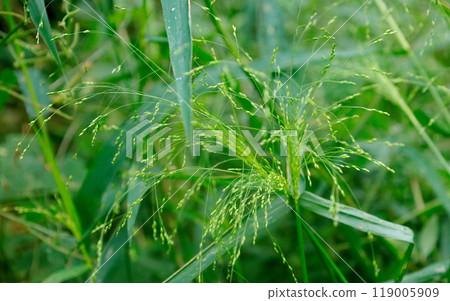 Hananukasuki, a member of the Poaceae family that can also be used as a unique dried flower. Hananukasuki, a member of the Poaceae family that can also be used as a unique dried flower. 119005909