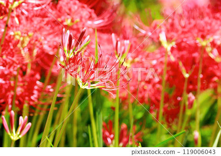 Cluster amaryllis blooming in the field 119006043