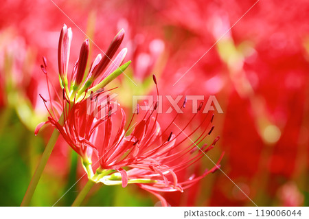 Cluster amaryllis blooming in the field 119006044