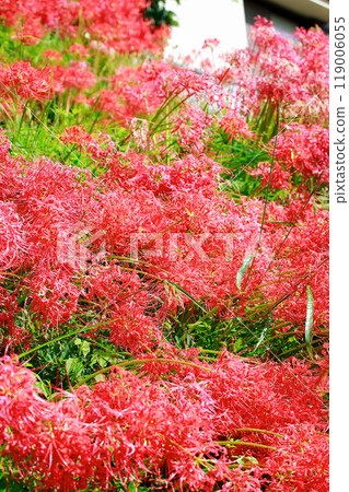 Cluster amaryllis blooming in the field 119006055