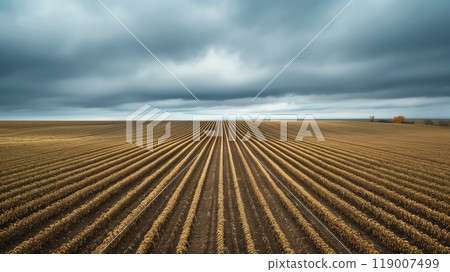 A sprawling soybean field under an overcast sky forms a hypnotic pattern as gray clouds diffuse soft light. 119007499