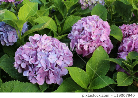 Hydrangea during the rainy season 119007940