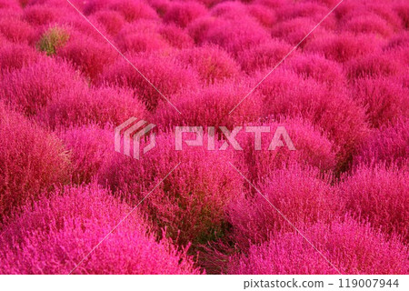A field of red kochia at Hitachi Seaside Park A field of red kochia at Hitachi Seaside Park 119007944