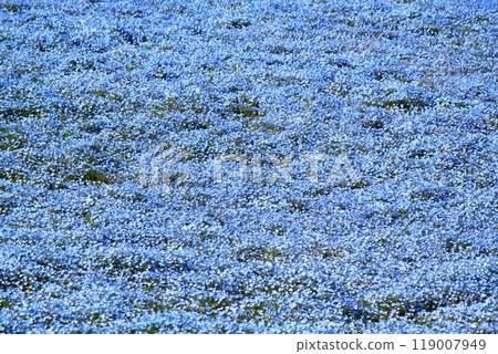 The blue nemophila at Hitachi Seaside Park The blue nemophila at Hitachi Seaside Park 119007949