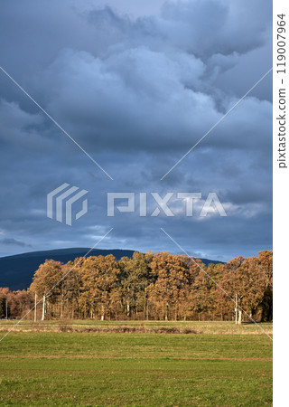 Autumn forest under a cloudy sky Autumn forest under a cloudy sky 119007964