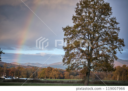 Rainbow over a tree in autumn landscape 119007966