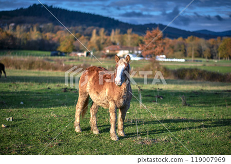 Horse grazing in a green field under autumn trees 119007969