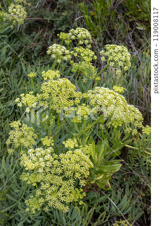 Wild flowers growing on a meadow, Corfu, Greece Wild flowers growing on a meadow, Corfu, Greece 119008117