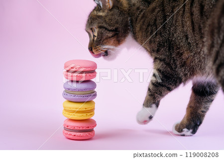 Funny domestic cat sniffs delicious french macaron cakes on pink background. Funny domestic cat sniffs delicious french macaron cakes on pink background. 119008208