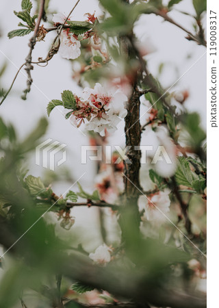 Many flowers blooming on a branch, green fresh foliage. Blooming apple bush. Many flowers blooming on a branch, green fresh foliage. Blooming apple bush. 119008317