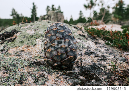 Siberian cedar pine cone on stone. wild harvest 119008343