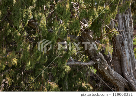 Thuja tree trunk and branches. Coniferous trees in Cupressaceae, cypress family Thuja tree trunk and branches. Coniferous trees in Cupressaceae, cypress family 119008351
