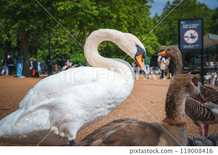 A serene scene in a London park featuring a close-up of a swan and ducks on a gravel path. Lush green trees, clear blue sky, and a No Feeding sign in the background. A serene scene in a London park featuring a close-up of a swan and ducks on a gravel path. Lush green trees, clear blue sky, and a No Feeding sign in the background. 119008416