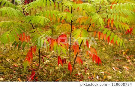 Reddened leaves of the vinegar tree hanging from the tree. Autumn landscape. 119008754