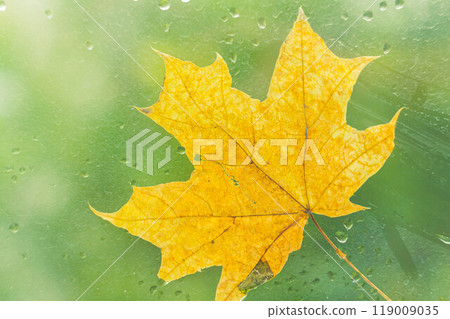 Autumn maple leaf yellow on glass with raindrops. Autumn weather. Rain outside window. Autumn maple leaf yellow on glass with raindrops. Autumn weather. Rain outside window. 119009035
