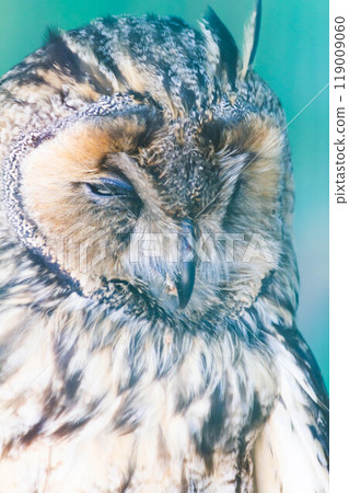 Owls in a cage at the zoo. Owl outdoors. A cute owl sits on a branch. Owls in a cage at the zoo. Owl outdoors. A cute owl sits on a branch. 119009060