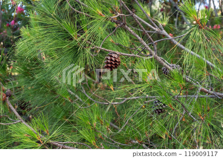 Pine Branches with Long Needles and Cones Close-Up on a Clear Summer Day 119009117