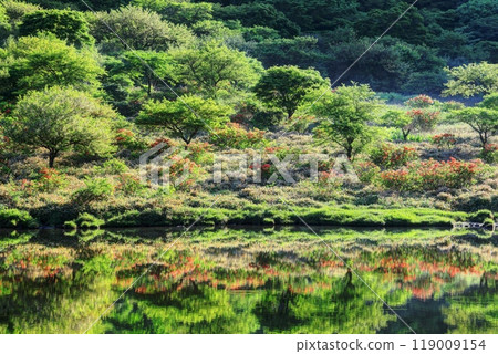 Kakumanbuchi, where azaleas bloom and the leaves are fresh 119009154