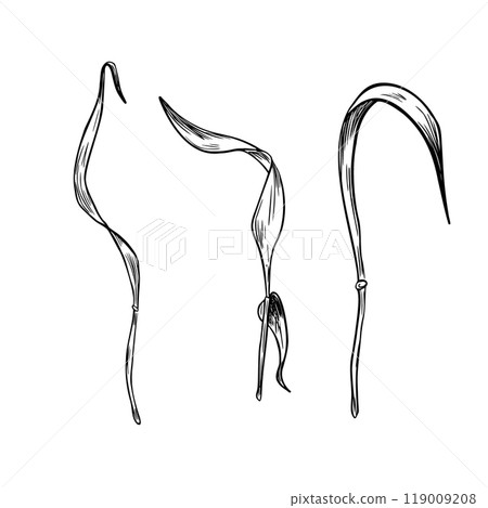 Dried grass, barley stems black white graphic vector illustration isolated. Stalks of rye, wheat monochrome line art hand drawn by ink for design botanical label, natural product package. 119009208