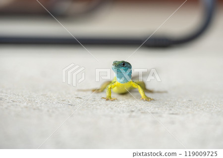 Male green lizard in the spring. Eastern Green Lizard, Lacerta viridis Male green lizard in the spring. Eastern Green Lizard, Lacerta viridis 119009725