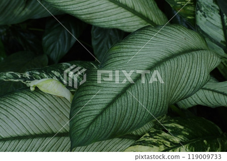 植物葉子 119009733