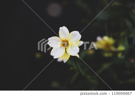 冬季宇宙 119009867