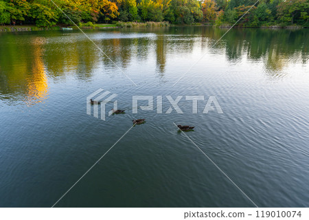 北海道中島公園風景 北海道中島公園風景 119010074