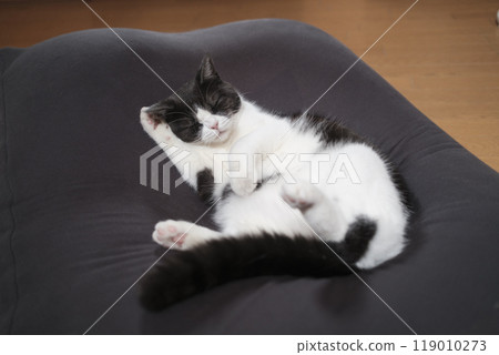 Cat washing face Cat washing face 119010273