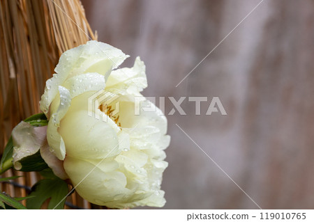 一朵白冬牡丹 一朵白冬牡丹 119010765