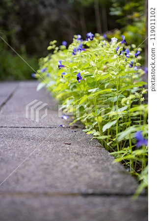 Kamakura 249 Eishoji Temple 22 Torenia 119011102