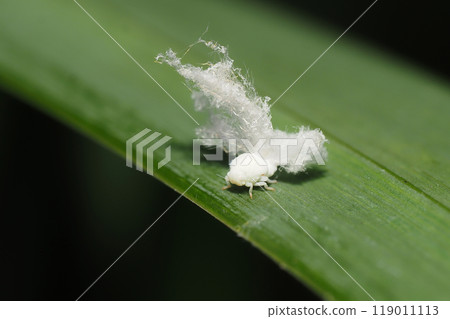 Larvae of a species of grasshopper (an alien species) 119011113