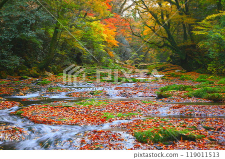 秋天的菊池溪谷(熊本縣菊池市) 秋天的菊池溪谷(熊本縣菊池市) 119011513