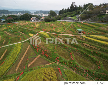 Higishishi鮮花和水稻梯田 119011528