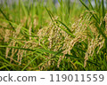 Bowed rice ears 119011559
