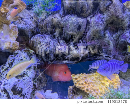Cute fish in an aquarium 119012578