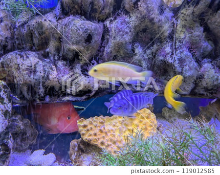 水族館裡可愛的魚 水族館裡可愛的魚 119012585