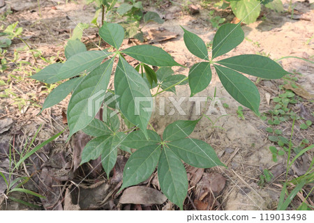 bombax ceiba cotton tree plant on field 119013498