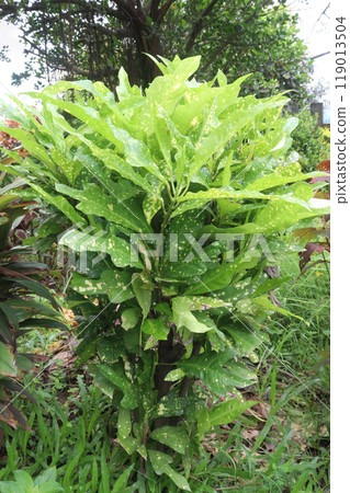 Aucuba japonica plant on nursery Aucuba japonica plant on nursery 119013504